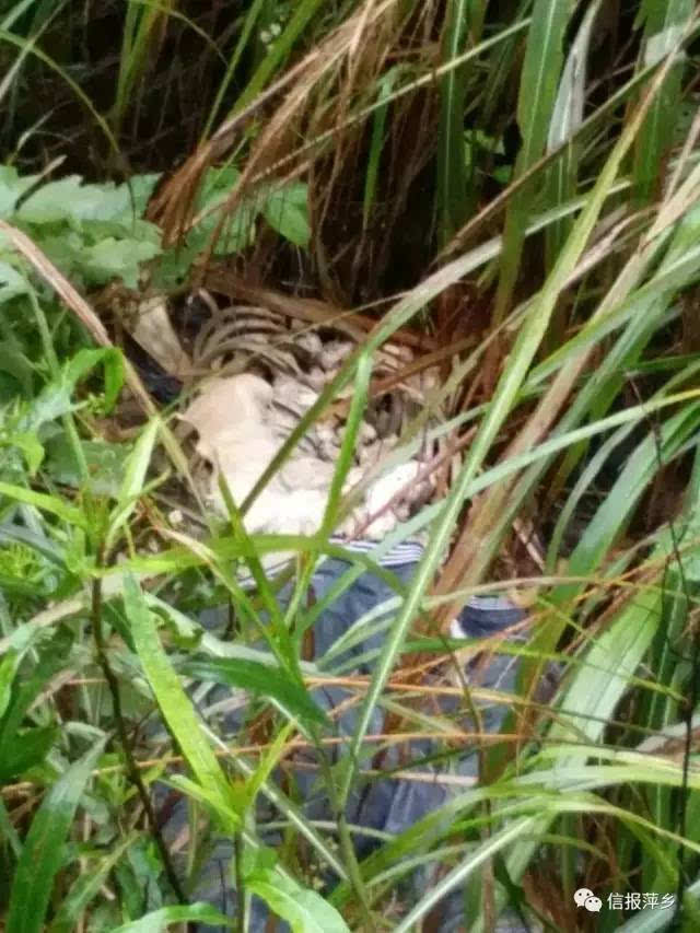 江苏河道惊现，约2米长蟒蛇尸体漂浮