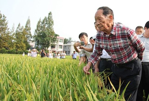 网红为卖种子诋毁杂交水稻，居心何在？
